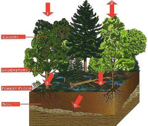 Forest canopy showing water storage abilities